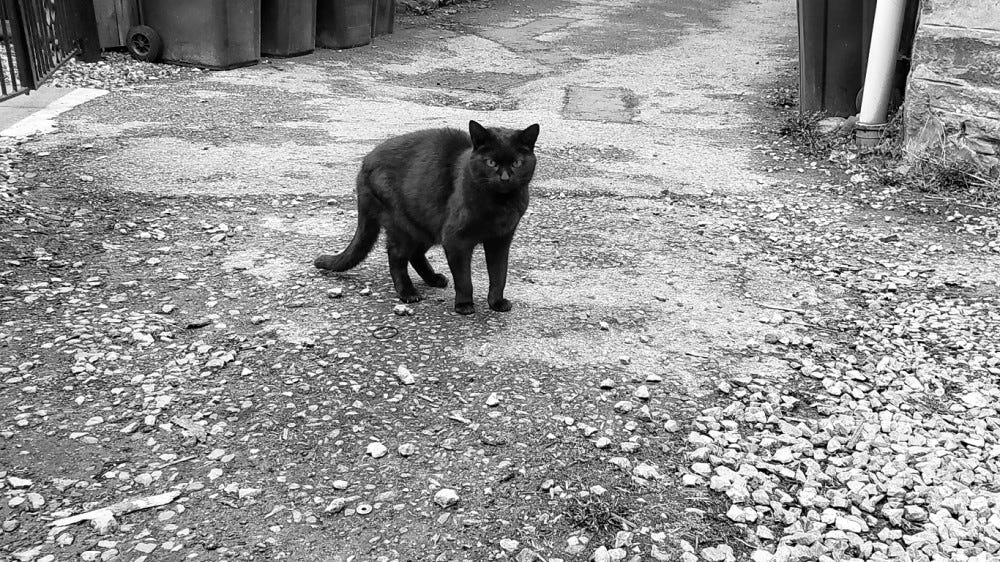 A black cat standing in an alleyway