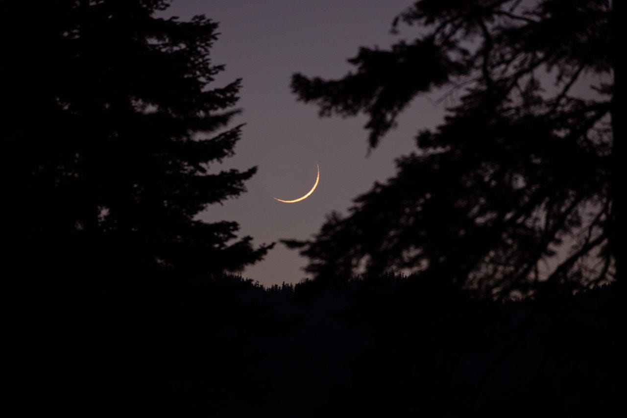A thin sliver of new moon is visible in the darkening night sky, huge between two silhouetted fir trees.