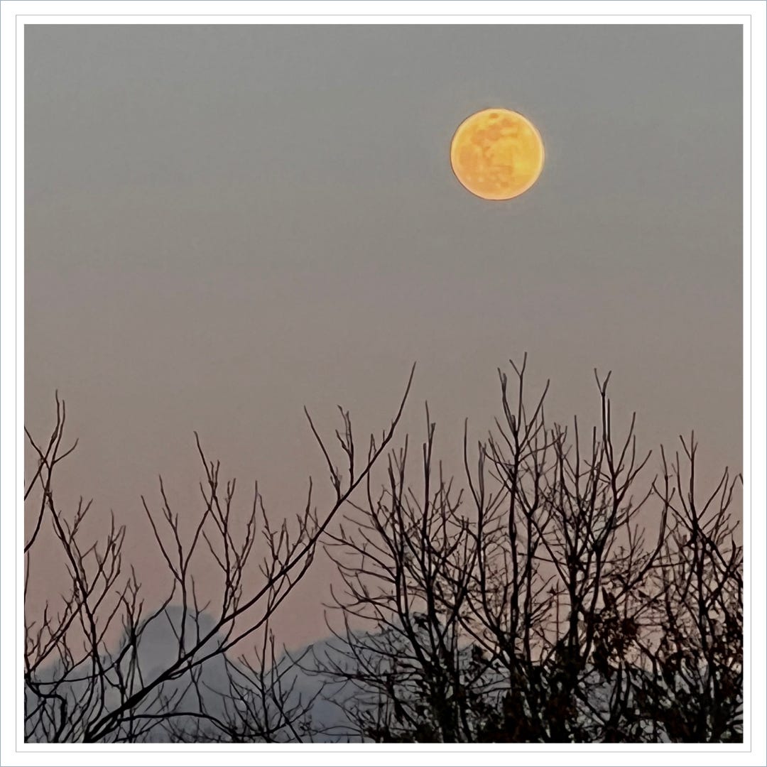Full moon above winter trees