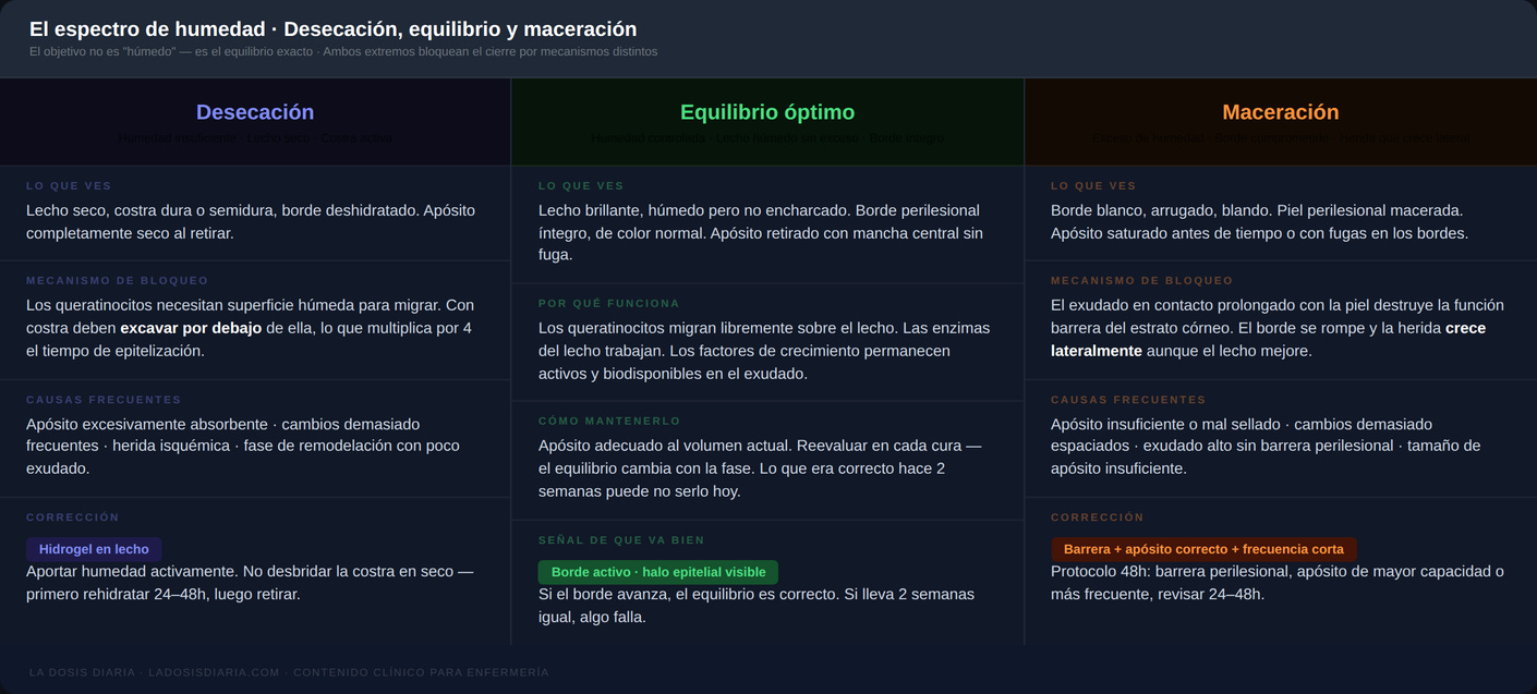 El espectro de humedad: desecación, equilibrio y maceración