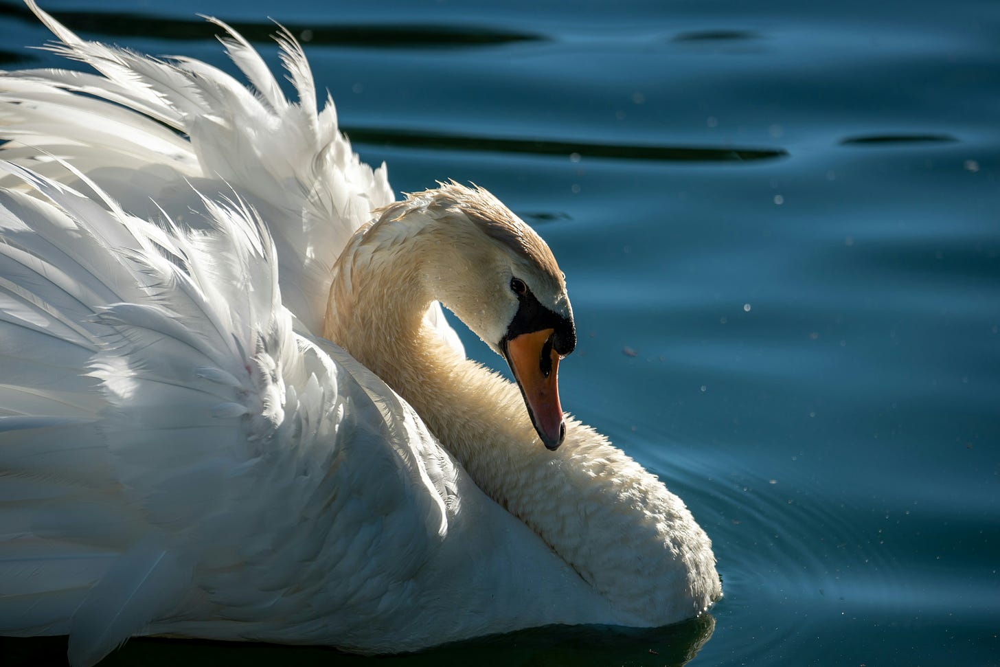 Closeup portrait of a pissed-off looking swan, its feathers flaring, its side eye extreme.