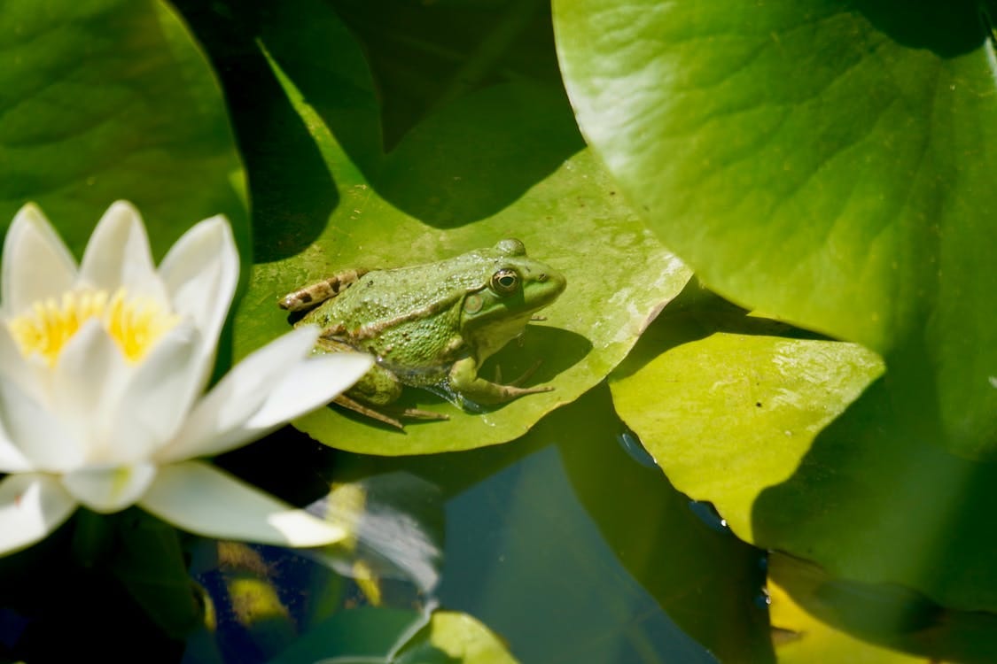Free Frog Sitting on Lily Pad Stock Photo