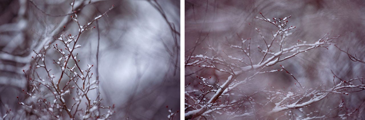 at left, thin snow-covered branches in fogged light, tightly wound red buds at the tips of all the twigs. the thin branches reach up and out in a triangular shape, growing and stretching for the top-right. out-of-focus twigs and snow warp in the background. at right, more thin branches, many more red buds, a pale pinkish cast over the image.