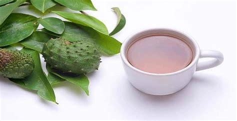 Eye-Opening Facts No One Will Tell You About Soursop Tea - HealthxTips