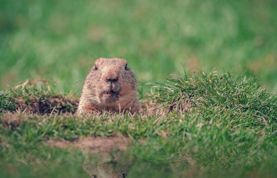 Why Canadian investors are stuck in their own Groundhog Day | Benefits  Canada.com