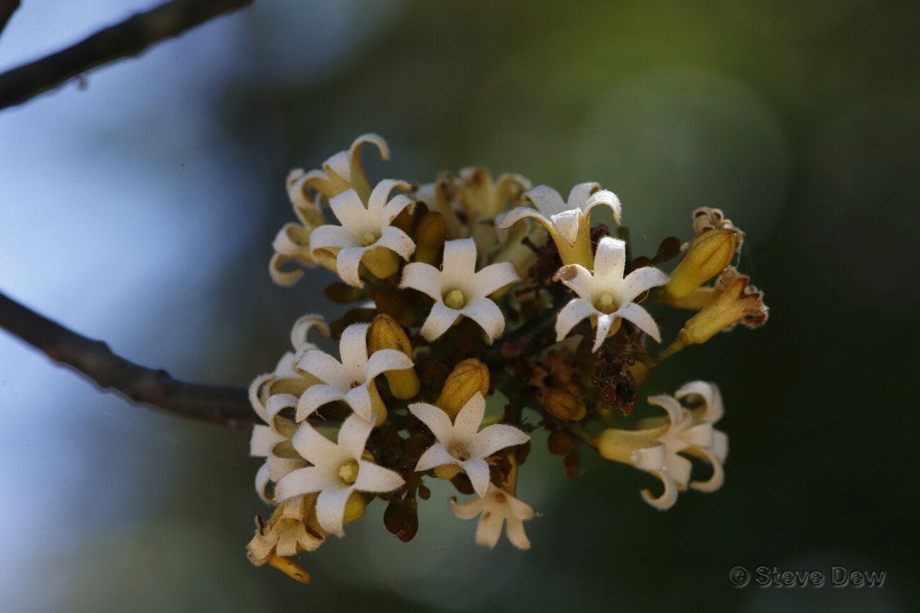 Brachychiton australis [flowers - ATLAS - S. Dew, 2021].jpeg