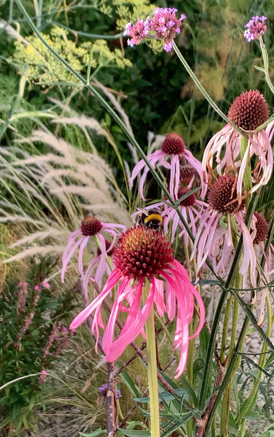 a bee on a pink flower