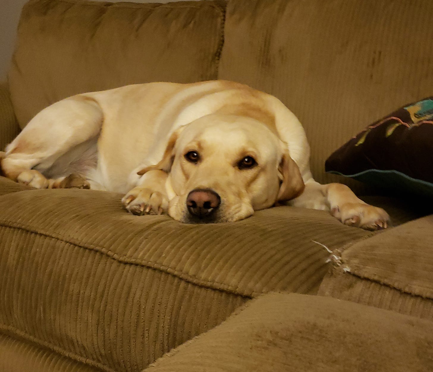 Yellow Lab relaxed on a fraying couch