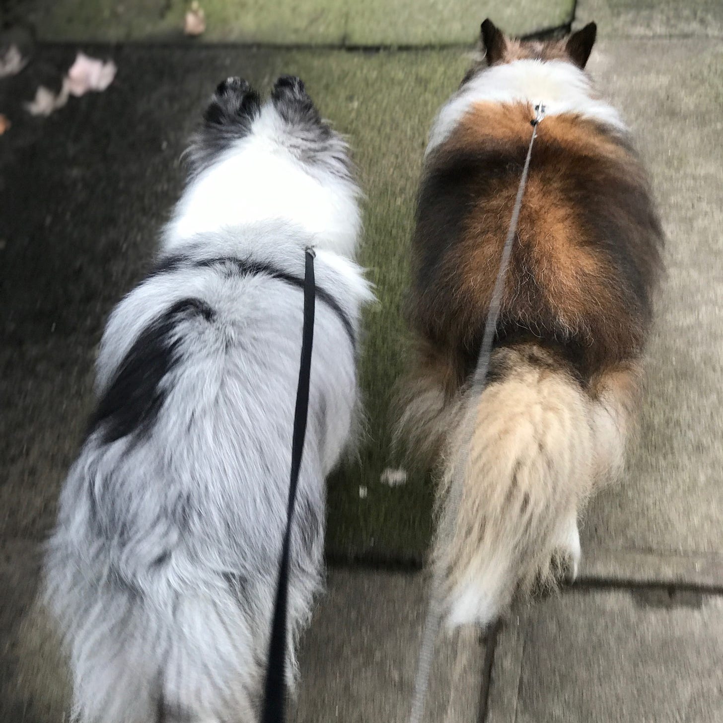 Blue merle sheltie and sable sheltie walking on a city street