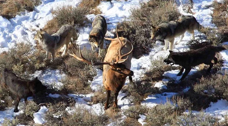 Wolves and an elk facing off.
