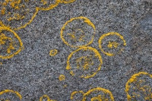 Small colonies of lichen growing on granite in Acadia National Park, Isle au Haut, Maine.