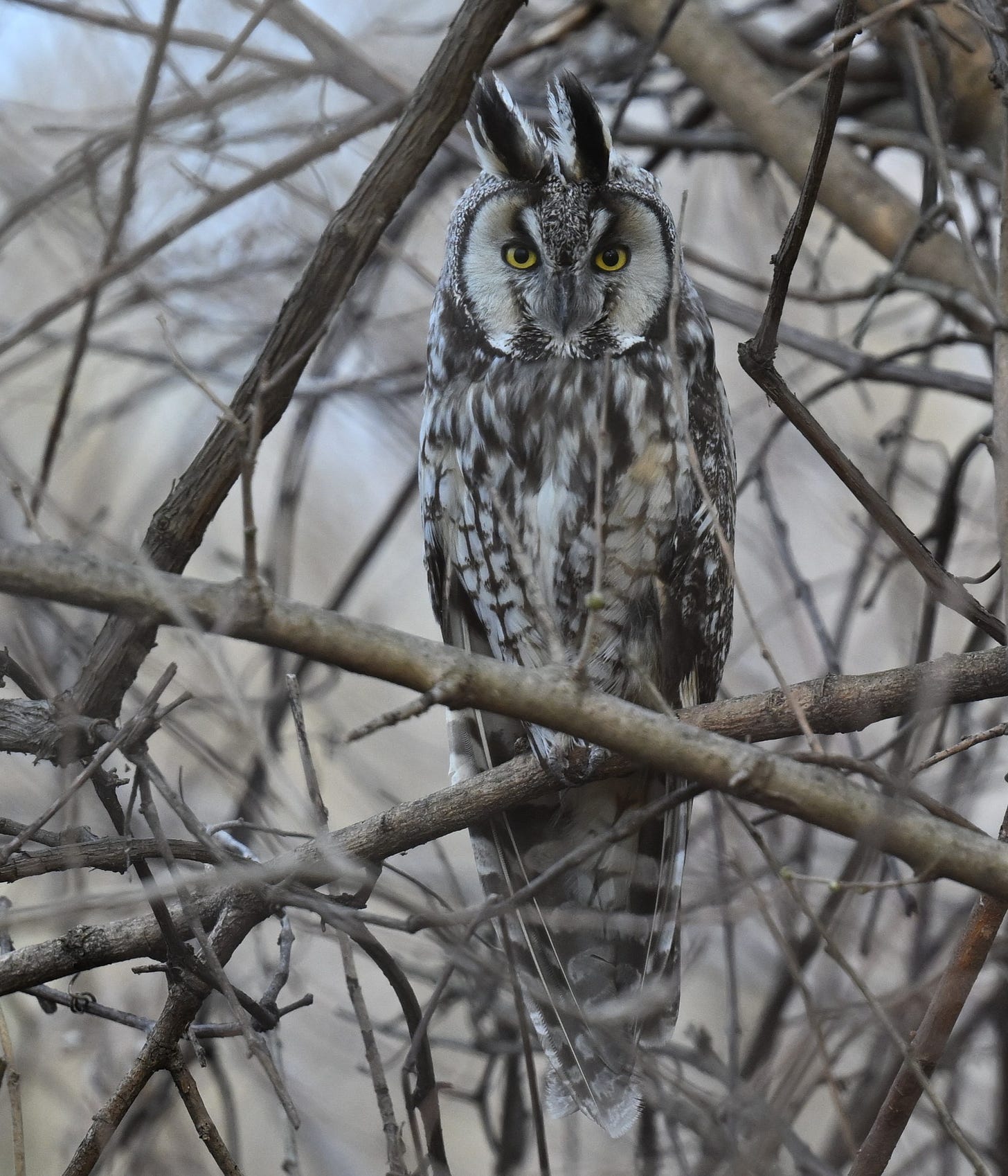 A long-eared owl stares straight into the camera with its yellow eyes. It has long feathers sticking up at the top of its head, appearing to be long ears.