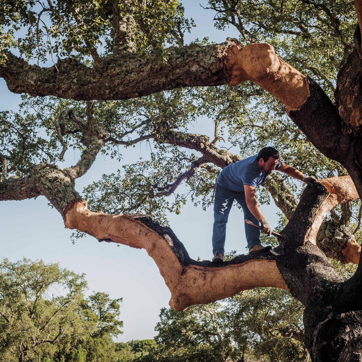 Natural cork: the unsung hero — Berry Bros. & Rudd Wine Blog