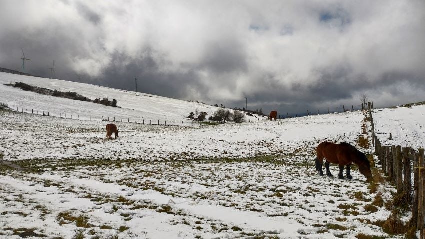 Caballos pastando en un prado nevado en Buspol, Asturias