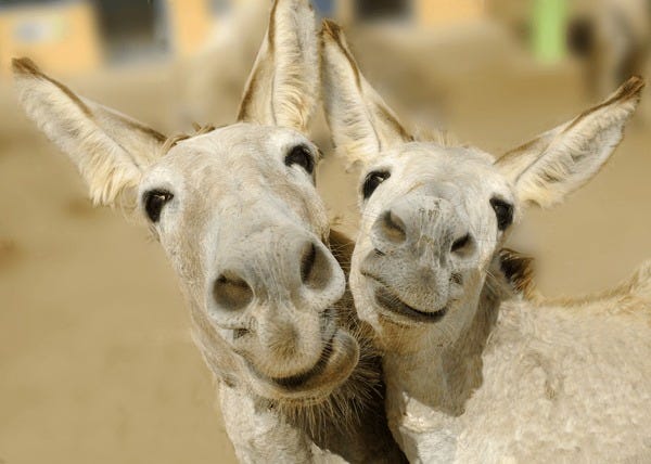 8,643 Donkey Smile Images, Stock Photos, 3D objects, & Vectors |  Shutterstock