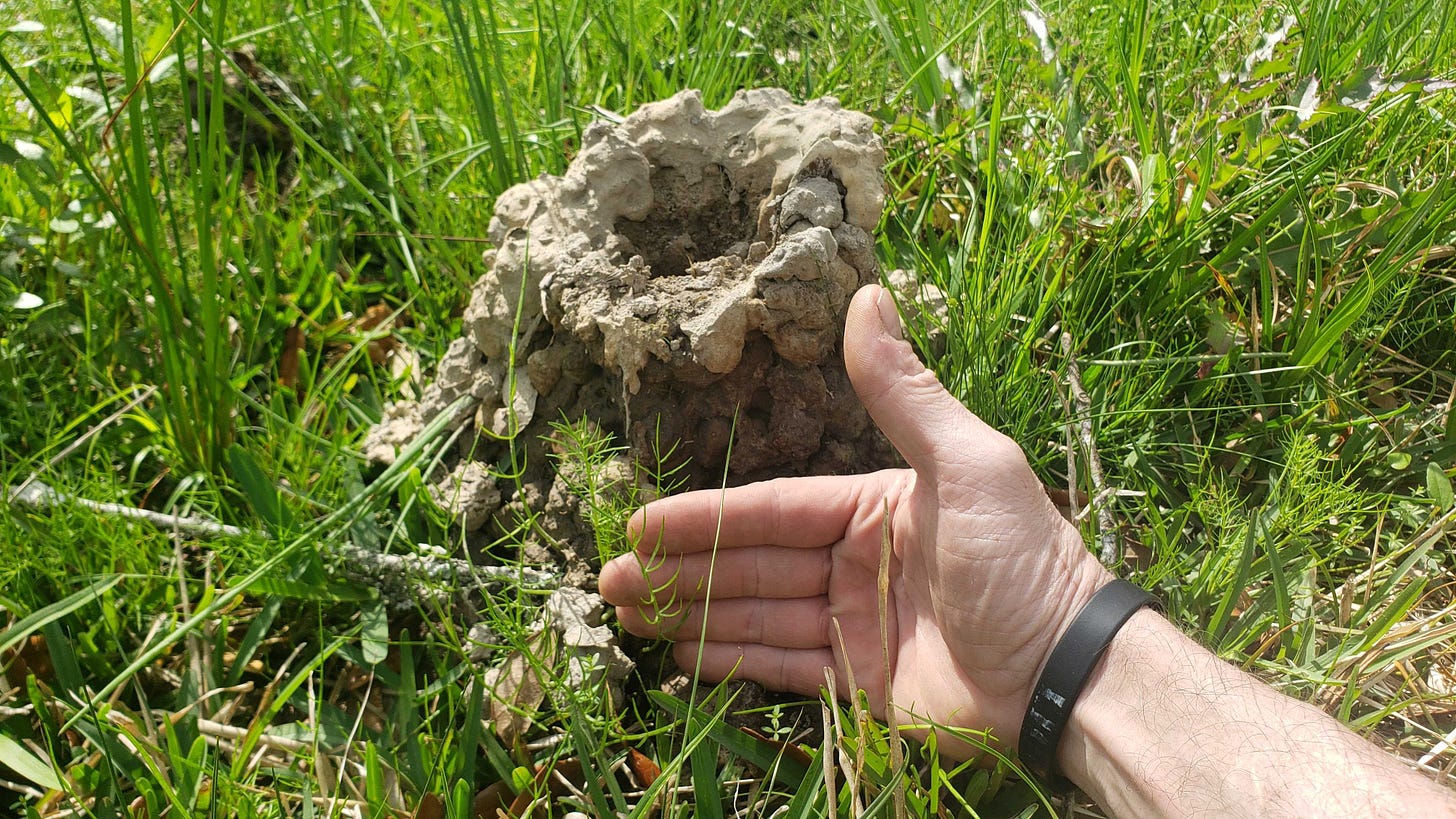 a crawfish mound with a human hand next to it for scale.