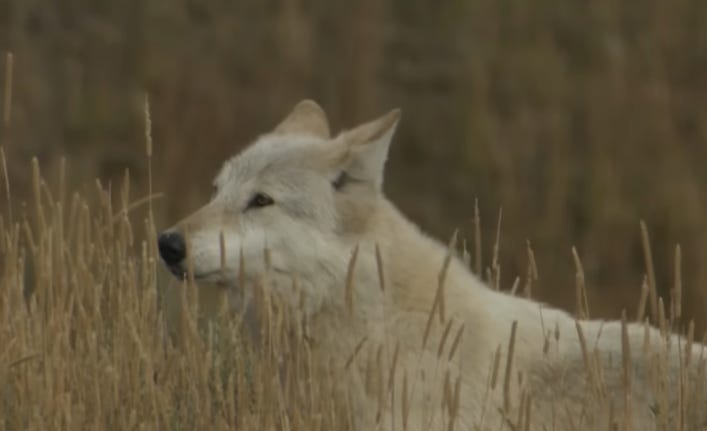 white wolf in field