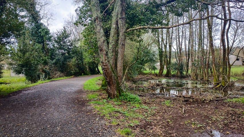 Pista de tierra entre árboles y una balsa de agua