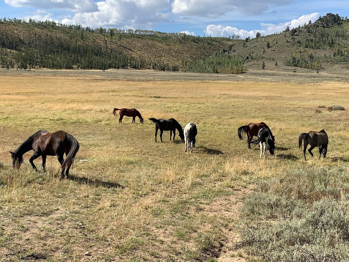 A group of horses grazing in a field

Description automatically generated