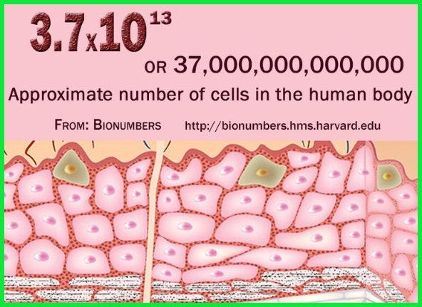 How many cells are in the human body and how many atoms are in a human cell?  - Quora