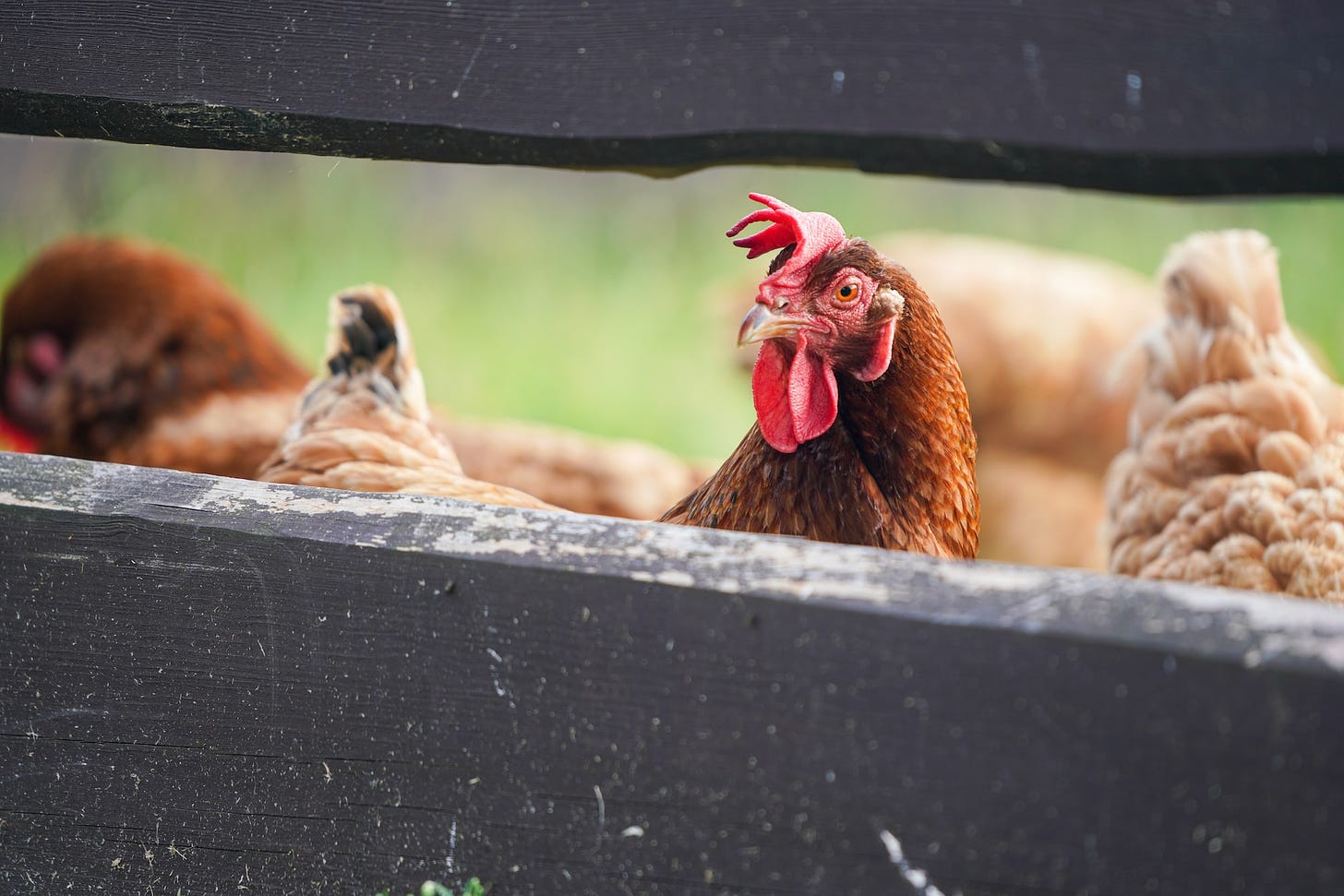 Roosting chickens, a lot of big news, and some foot piano
