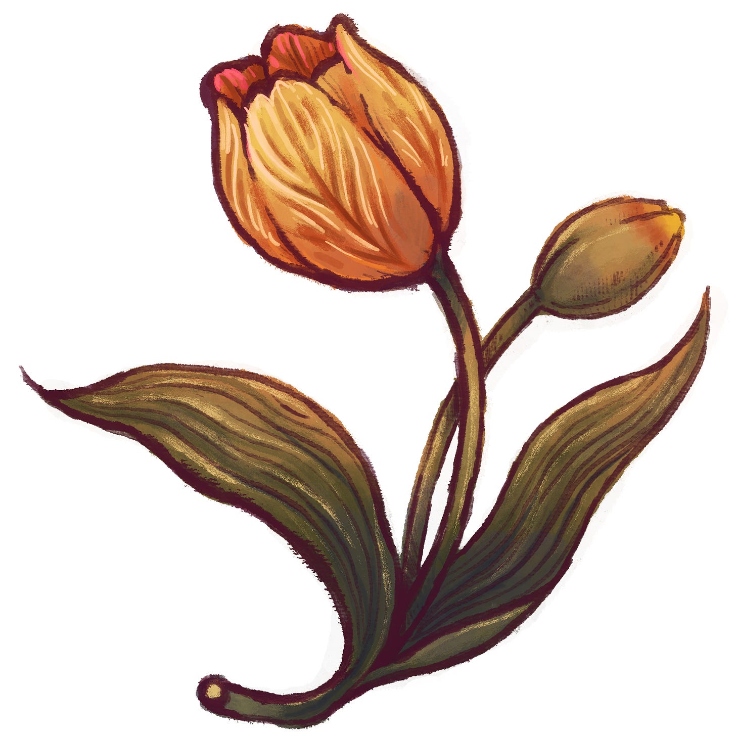 a handmade digital illustration of a stylized orange tulip