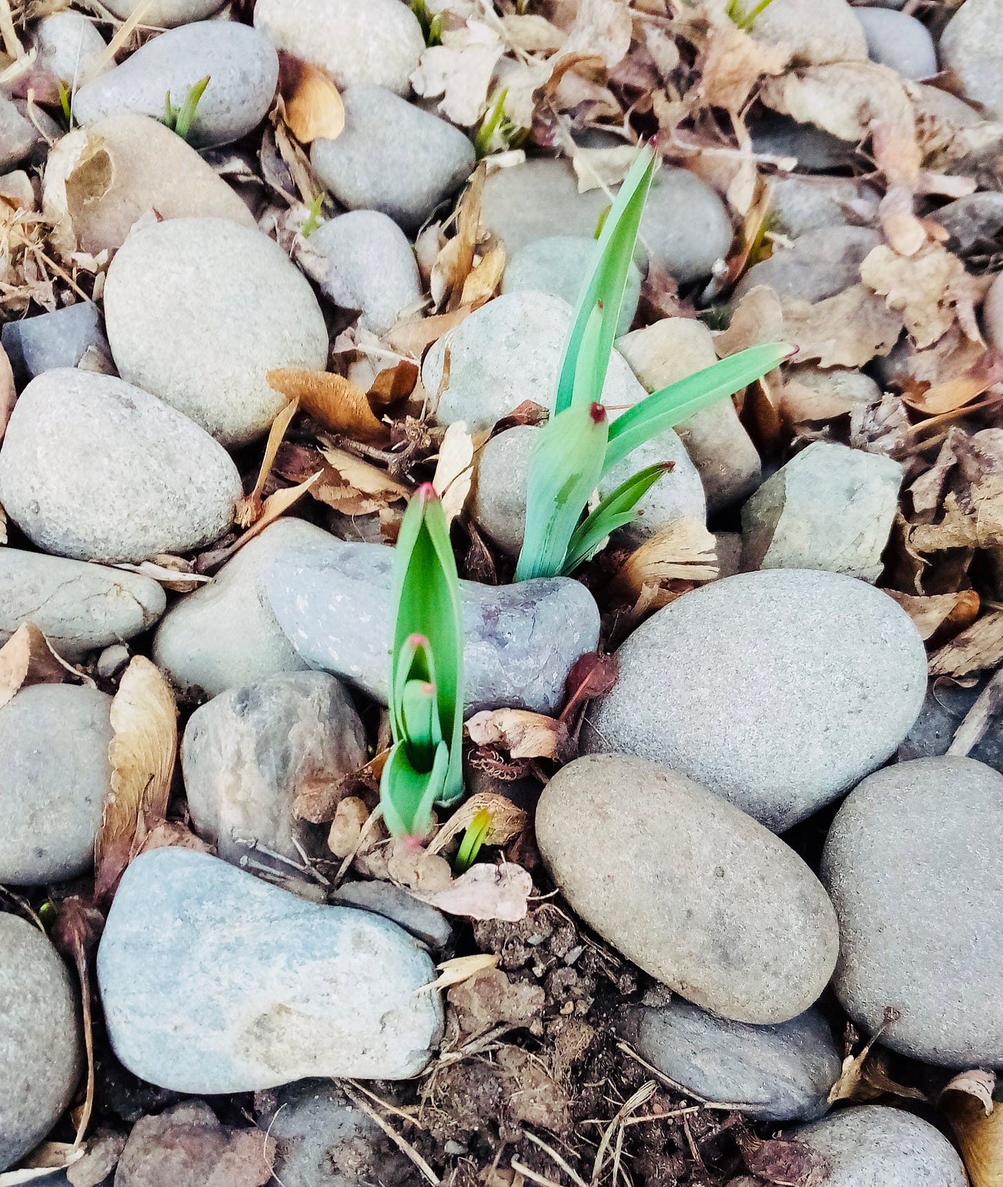 Spring shoots emerging from the earth