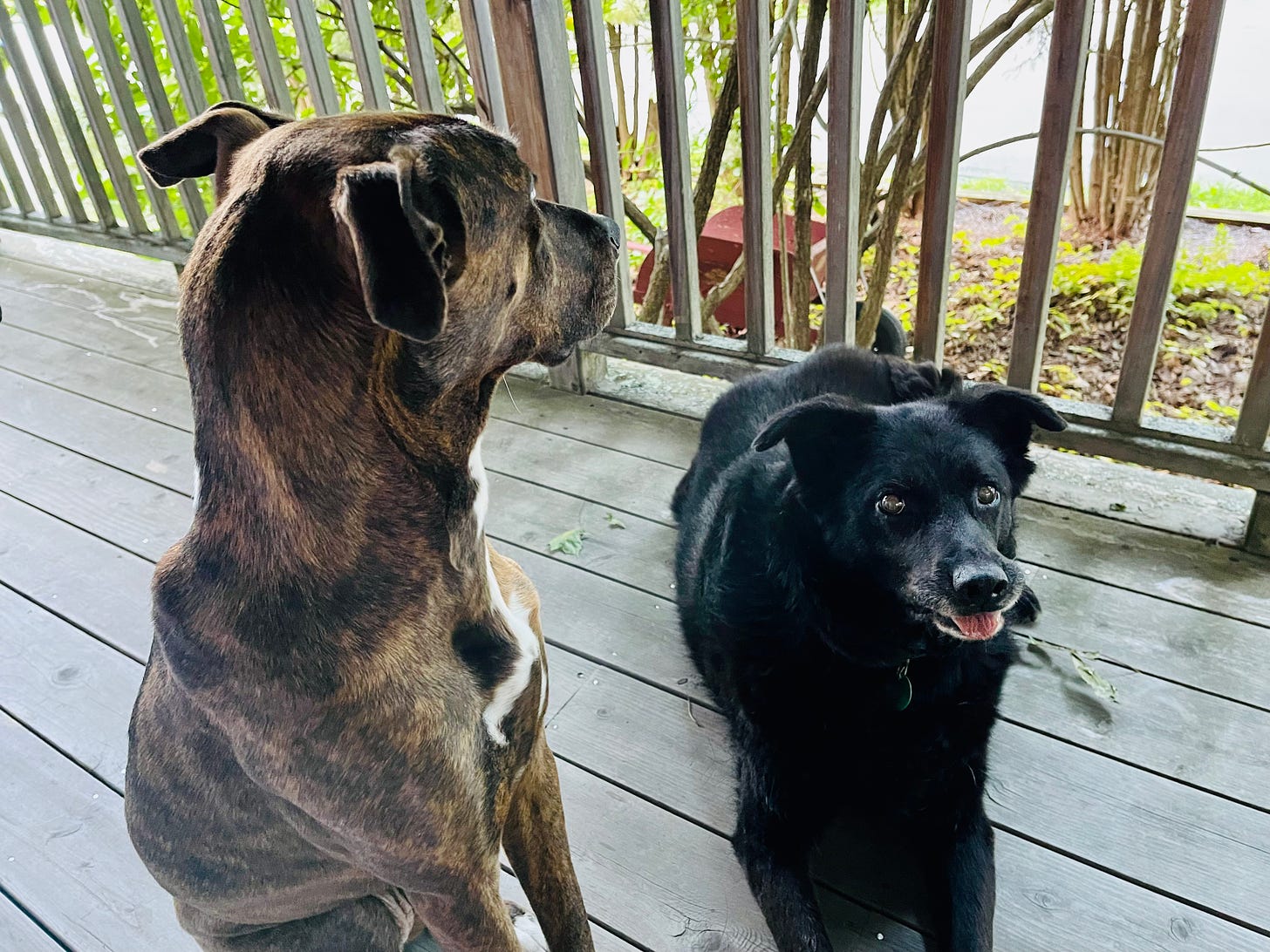 two dogs on a porch