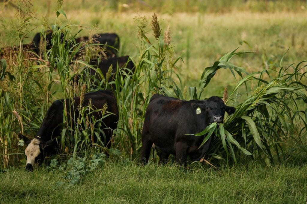 Regenerative Agriculture Practices (On a Small Scale) - Melissa K. Norris