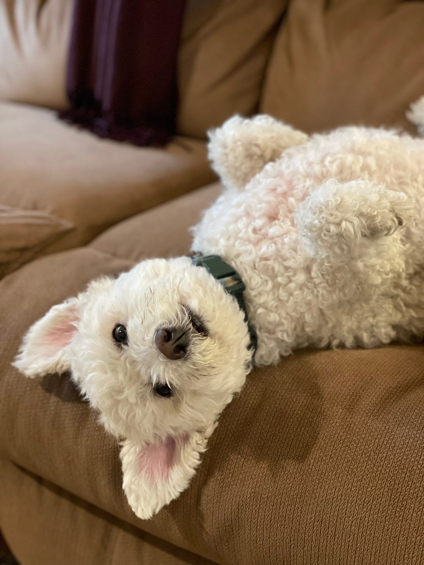A fluffy white dog lies on his back atop a beige couch. He peers into the camera, upside-down, with his front paws out. He wears a green collar.