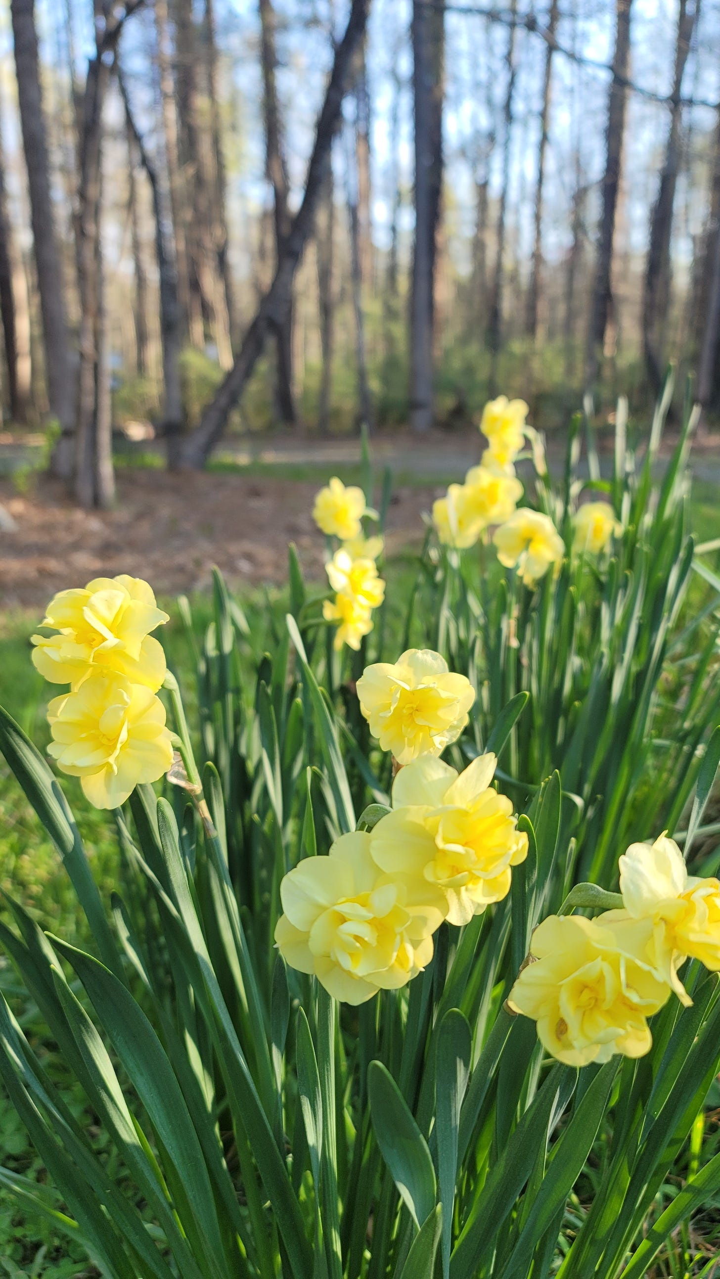 Double narcissus with several blossoms on a scape grow near the woods.