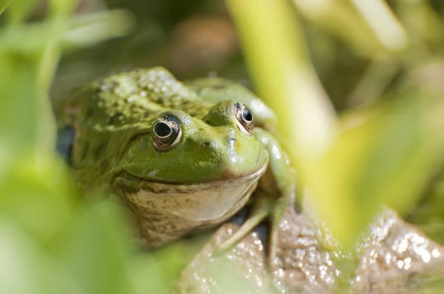 a picture of a frog hiding among some grass. looks like he's smiling. 