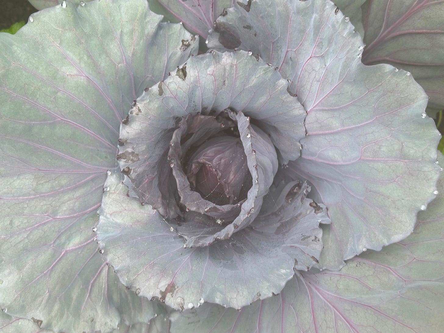 buscaro cabbage