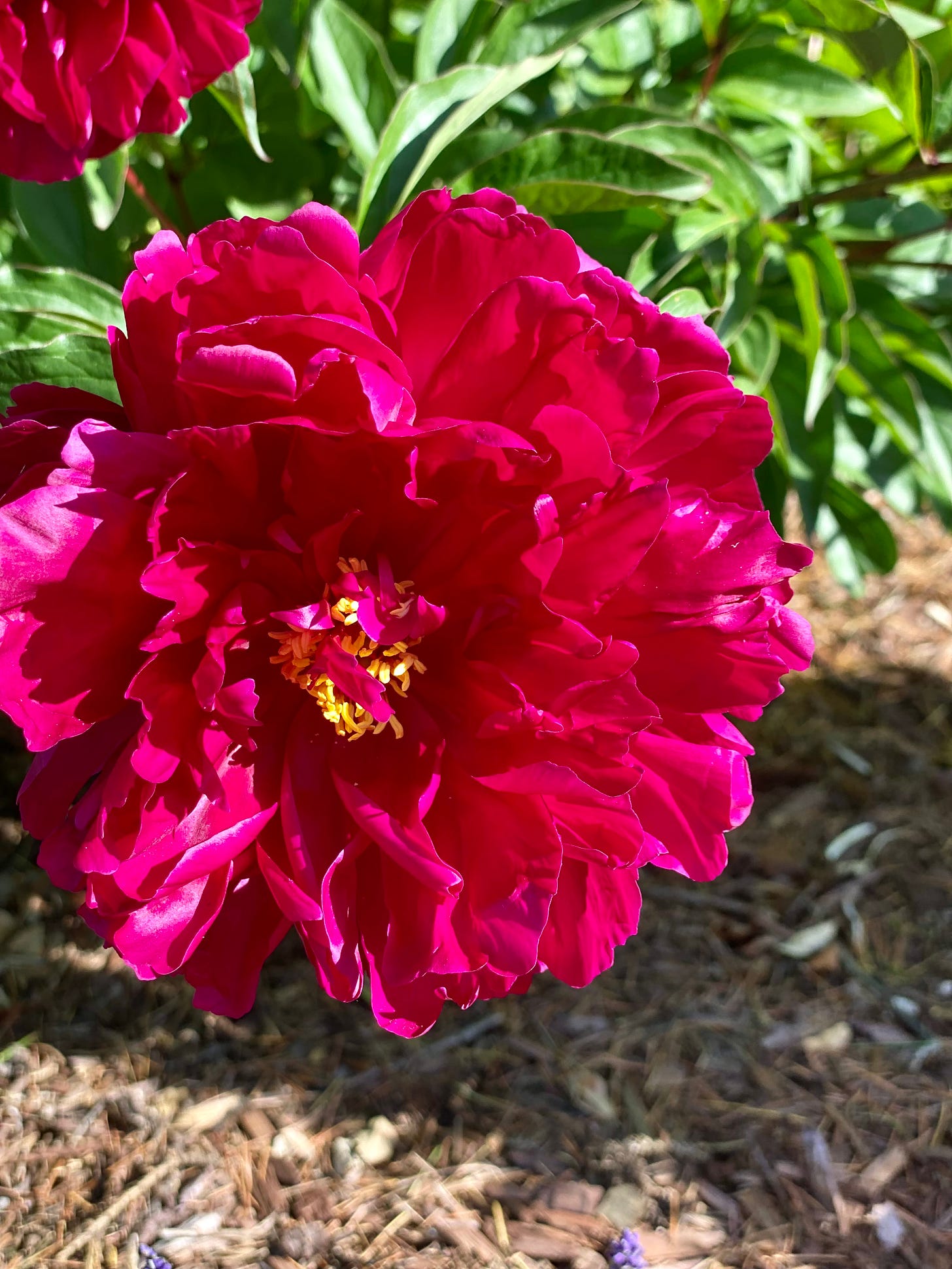 Bright crimson peony in full bloom