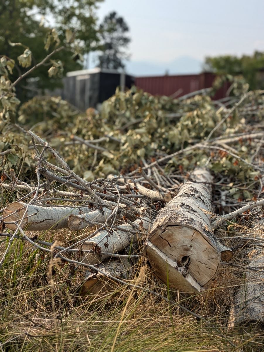 cottonwood limbs cut with a chainsaw and piled up