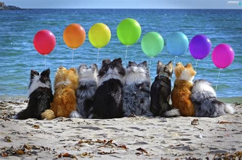 balloons, Dogs, sea - Animals wallpapers: 2560x1699
