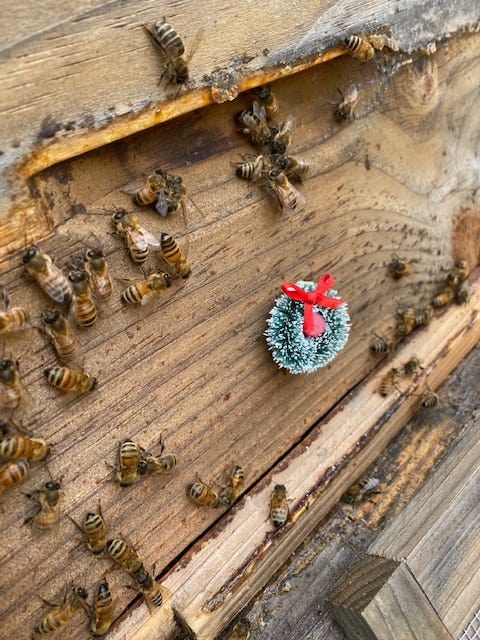 Christmas wreath on honey bee colony