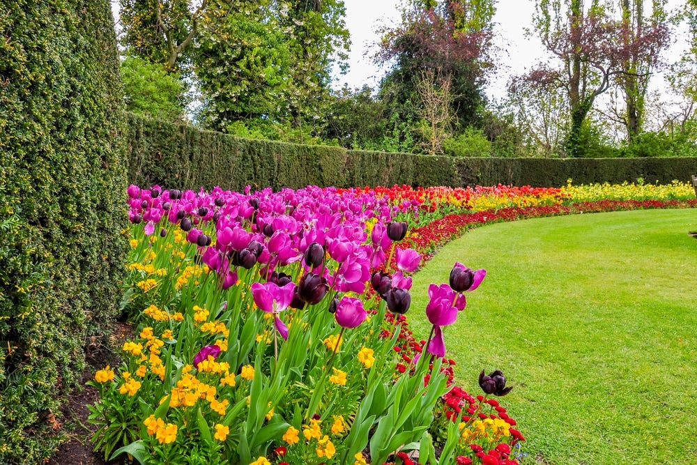 May be an image of flower and grass