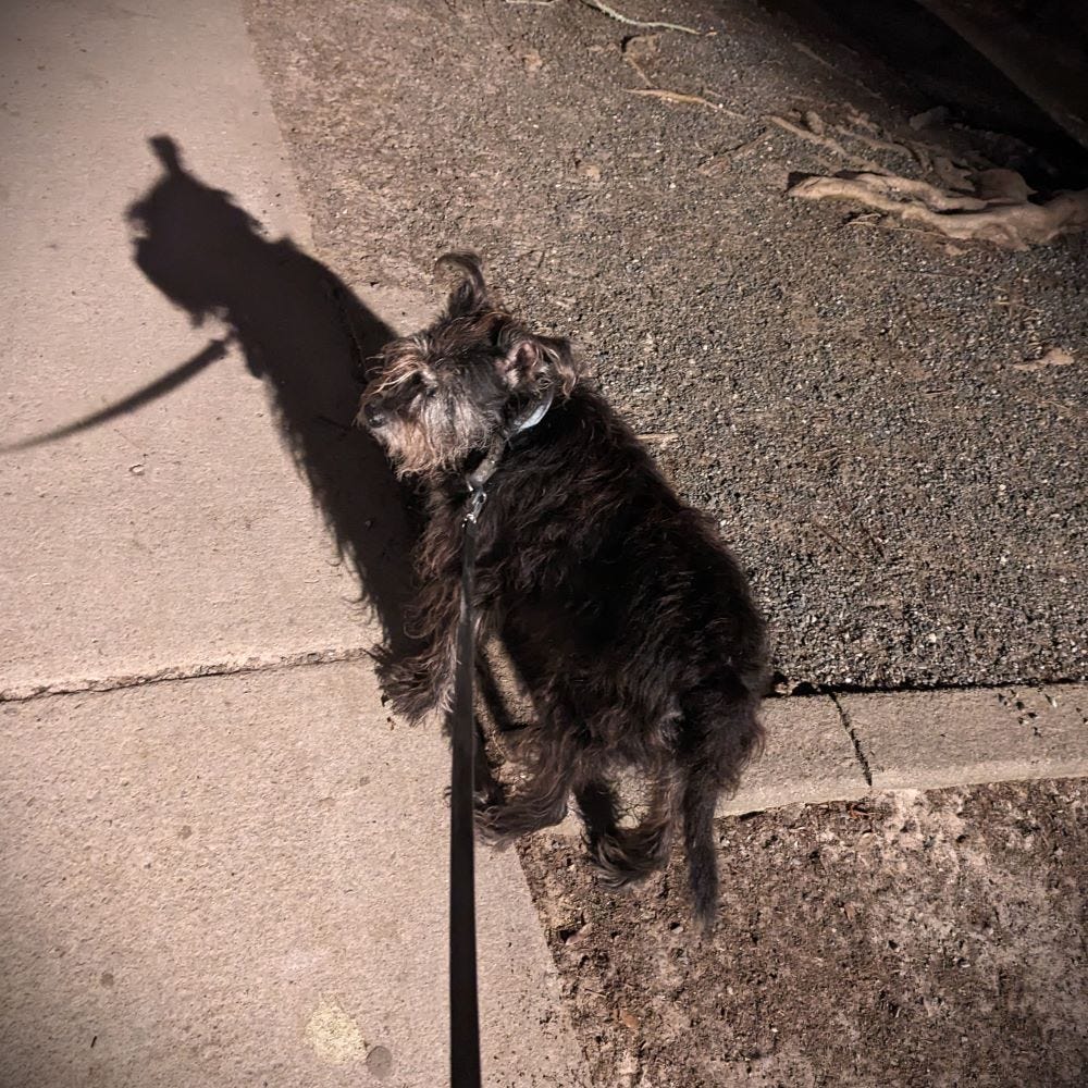 photograph of Keely on her leash, standing in the light of a park lamp, throwing a long shadow