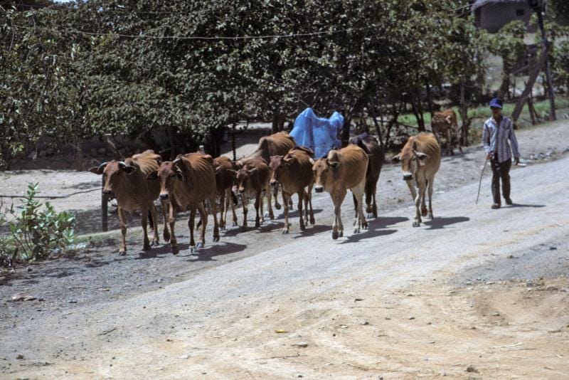 A man walks a herd of ten cows along Highway No. 1 near Nha Trang | NCpedia