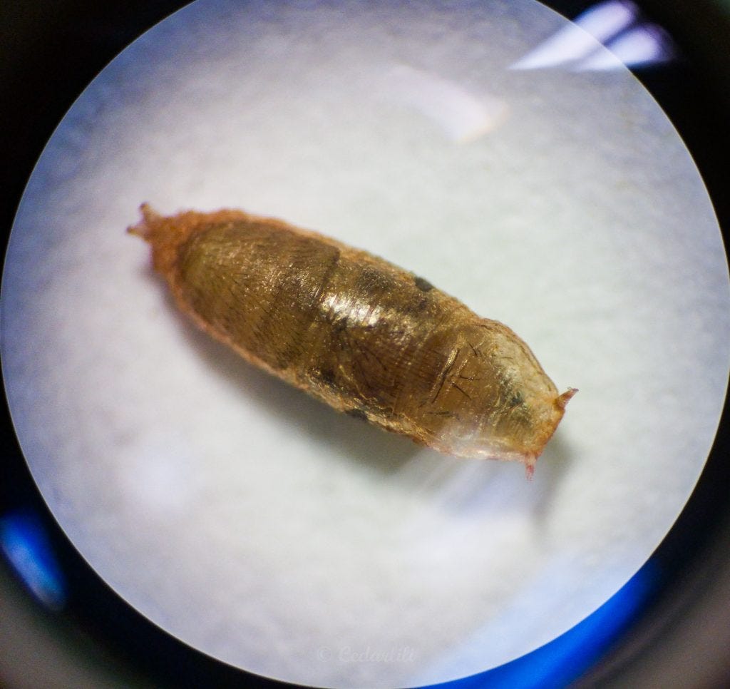 Drosophilia pupa