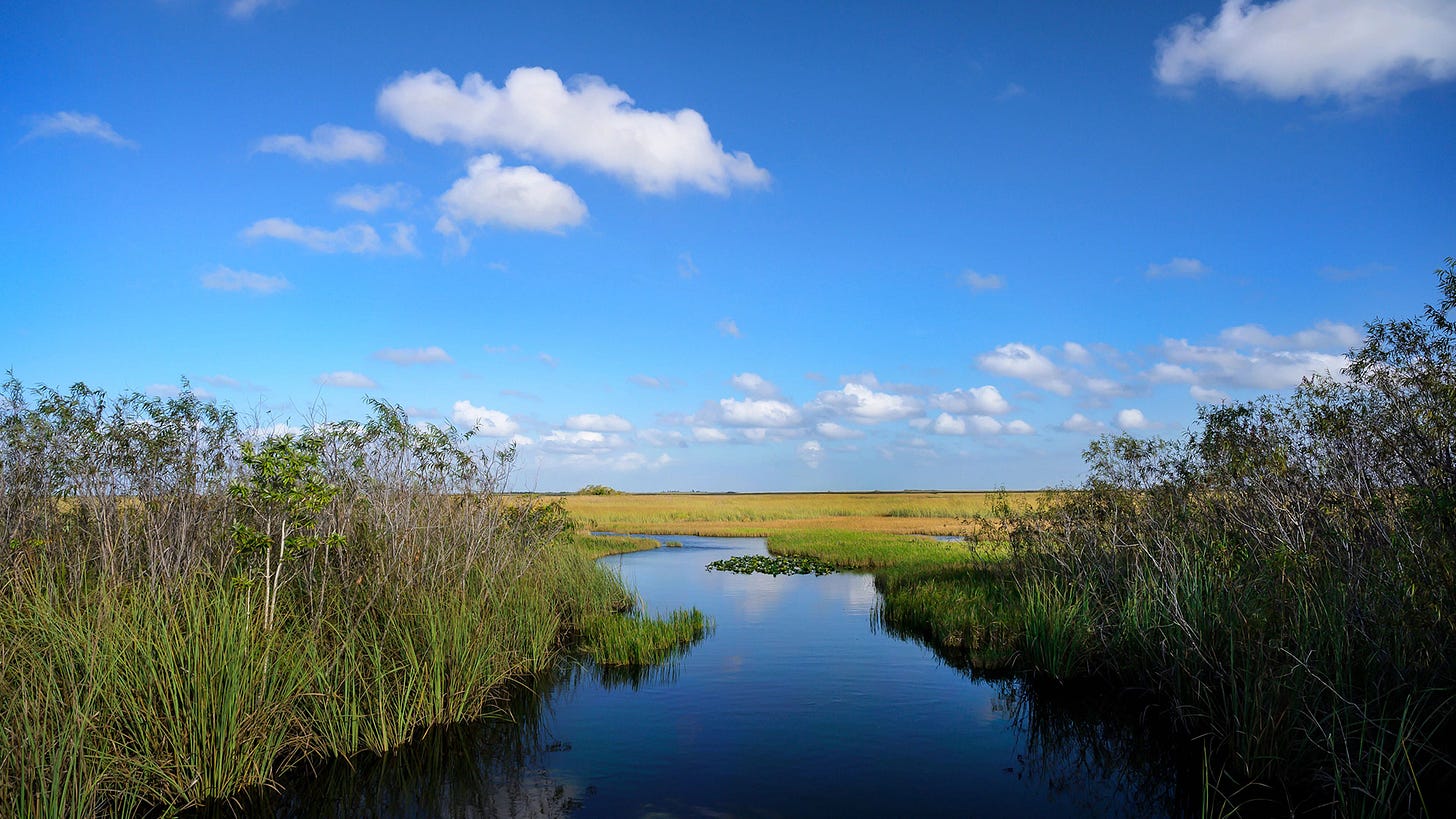 A scenic photograph of the Everglades on a sunny day, showcasing a tranquil waterway surrounded by marshy grasslands under a bright blue sky with scattered white clouds.
