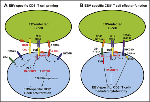 Molecular and biochemical requirements for inducing CD8+ T cell-mediated EBV-specific immunity. The scheme outlines the key cell surface receptor–induced signaling pathways required for generating CD8+ T-cell–mediated immunity against EBV, and how specific inborn errors of immunity (SH12D1A [SAP], MAGT1, ITK, CD27, CD70, TNFRSF9 [4-1BB], RASGRP1, and CTPS1; depicted in red) can compromise these processes. (A) Initial interactions between EBV-infected or antigen-presenting B cells and CD8+ T cells involve CD27/CD70, 4-1BB/4-1BBL, and major histocompatibility complex (MHC) class I/TCR. Signals elicited downstream of these receptors, requiring MAGT1, ITK, and RasGRP1, induce DNA synthesis via induction and activation of CTPS1 and subsequent proliferation of EBV-specific CD8+ T cells. Signals via CD27/CD70 and MAGT1 contribute to inducing or maintaining expression of activating receptors such as 2B4 and NKG2D. (B) Following expansion of EBV-specific CD8+ T cells, engagement of the activating SLAM family receptors 2B4 and NTB-A (via SAP) and the glycoprotein NKG2D by their ligands highly expressed on EBV-infected B cells induces cytolytic effector function, resulting in CD8+ T-cell–mediated killing of EBV+ target B cells.