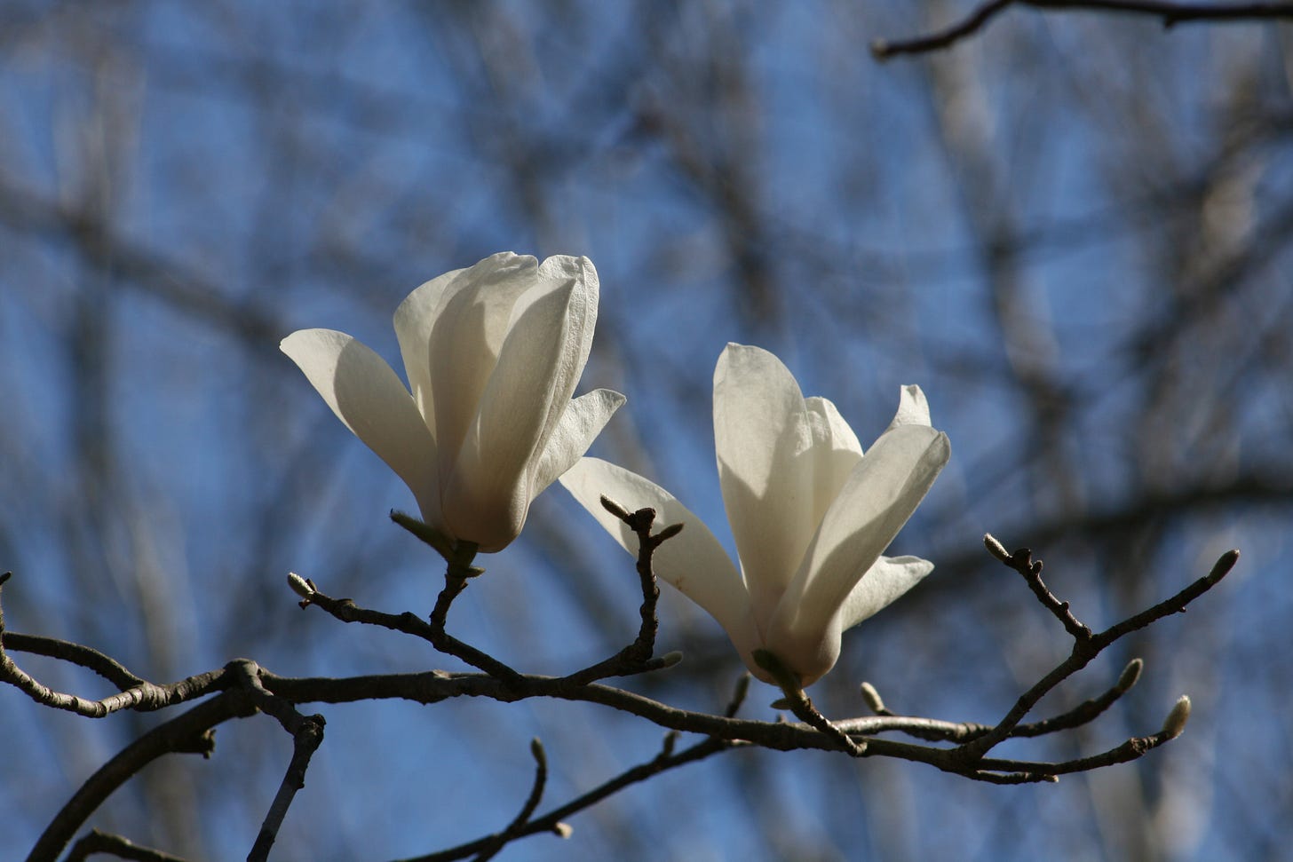 White flowers on tree branch.