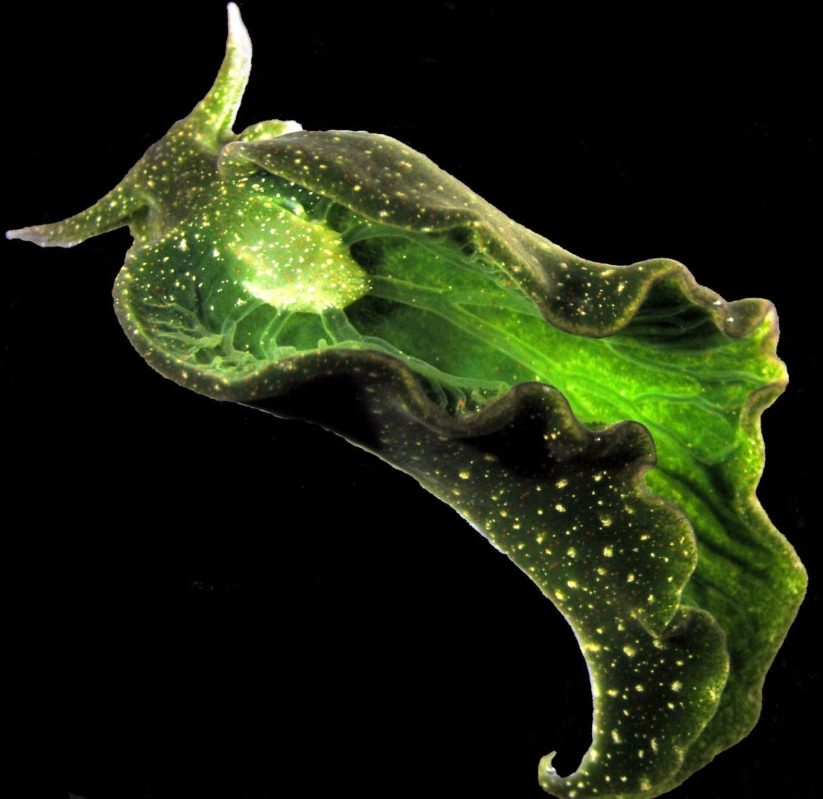 This emerald green sea slug is lit up by chloroplasts, which look like tiny stars throughotu its body. It appears to be glowing green along the center of its body.