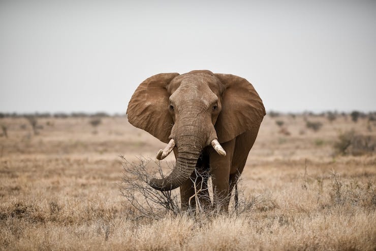 Free Photo beautiful shot of an african elephant in the savanna field