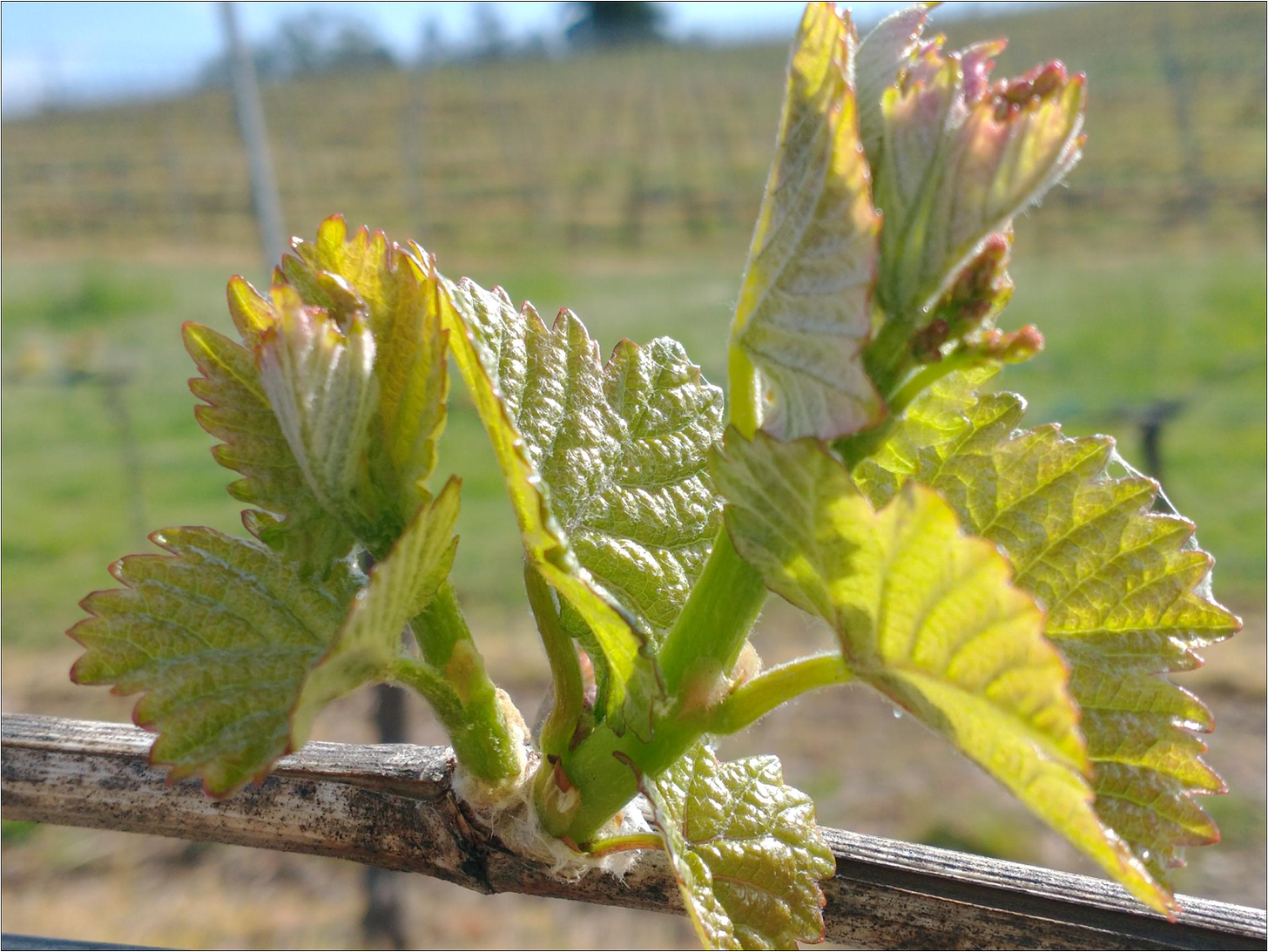 Two Pinot Noir shoots from the same bud. Do you see the "pre-cluster" on the right?