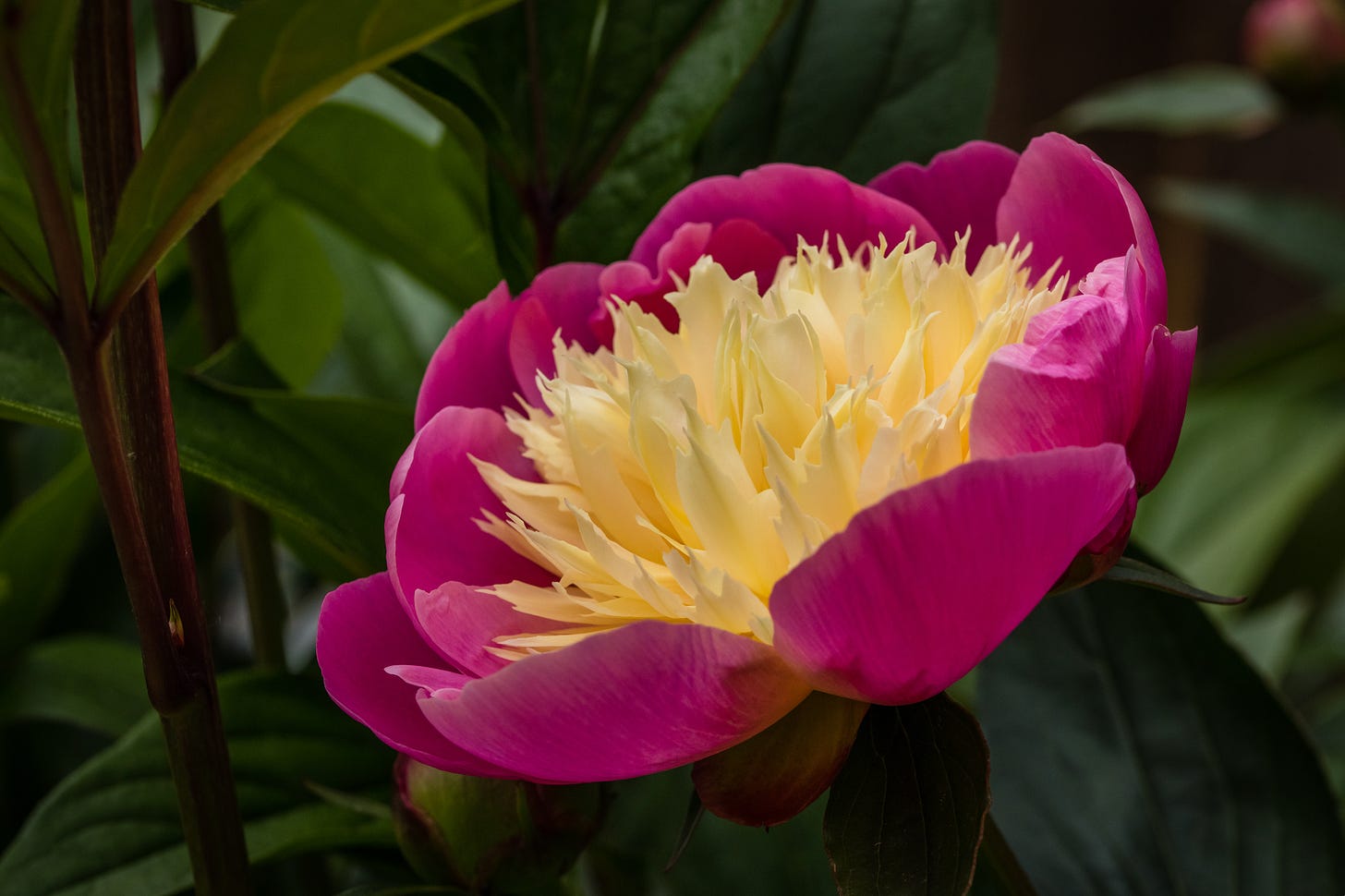 A photo of a blooming peony