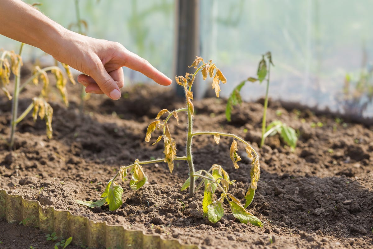 24 Reasons Why Your Tomato Plants Are Dying & How To Fix It