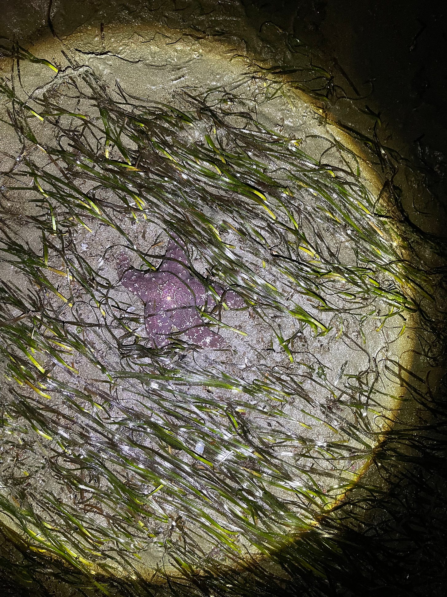 a purple starfish in the sand with seagrass around it